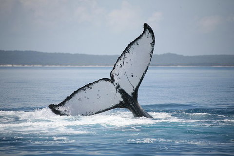 Hervey Bay Whale Watching Cruise - Stayed 0