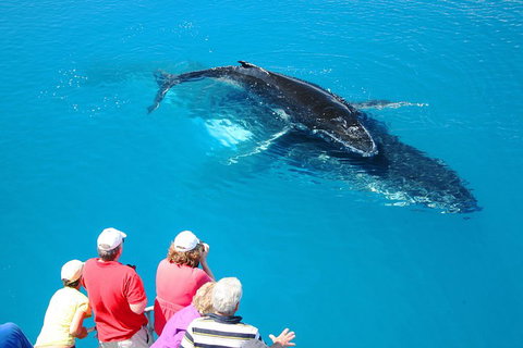 Hervey Bay Whale Watching Cruise - Stayed 2