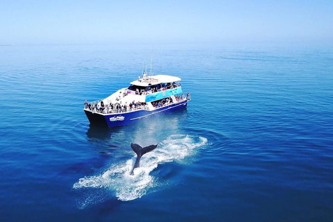 Hervey Bay Whale Watching Cruise - Stayed 5