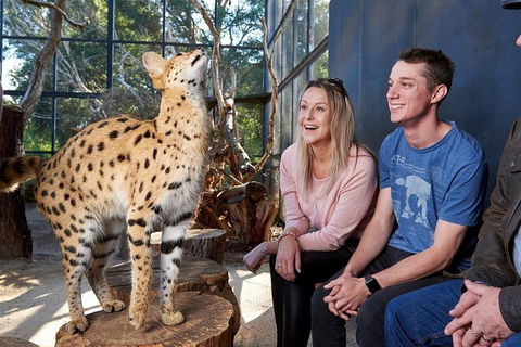 African Cat Encounter At Werribee Open Range Zoo - Stayed 0