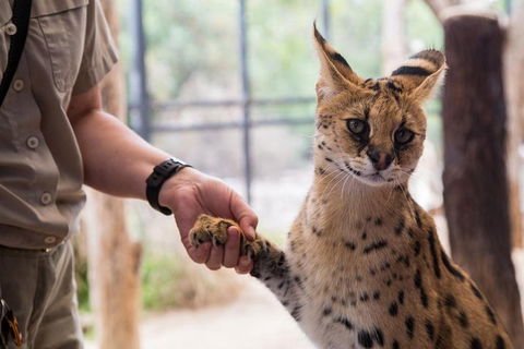African Cat Encounter At Werribee Open Range Zoo - Stayed 1