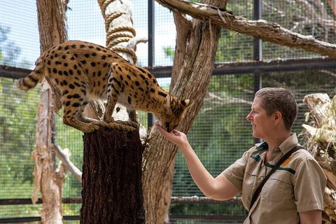 African Cat Encounter At Werribee Open Range Zoo - Stayed 2