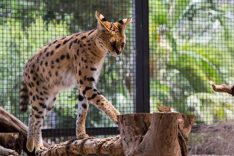 African Cat Encounter At Werribee Open Range Zoo - Stayed 3