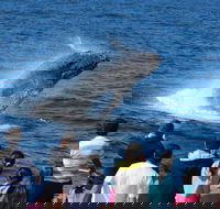 Tangalooma Island Resort Whale Watching Day Cruise - Stayed
