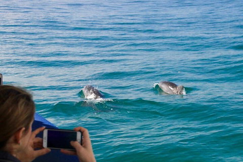 Julian Rocks Byron Bay Cruise - Stayed 1