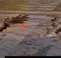 Litchfield and Jumping Crocodiles Full Day Trip from Darwin - Stayed
