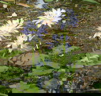 Yellow Water Cruise - Kakadu - Stayed