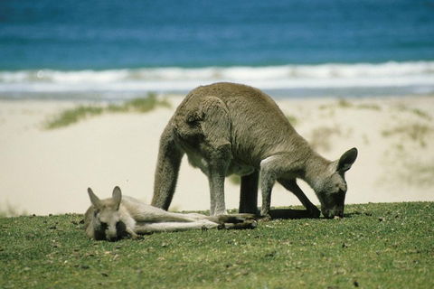 Great Ocean Road Highlights Tour - 2 Days, 1 Night - Stayed 2