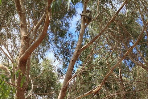 Kangaroo Island 4WD Tour - Best Of KI In 2 Days - Stayed 0