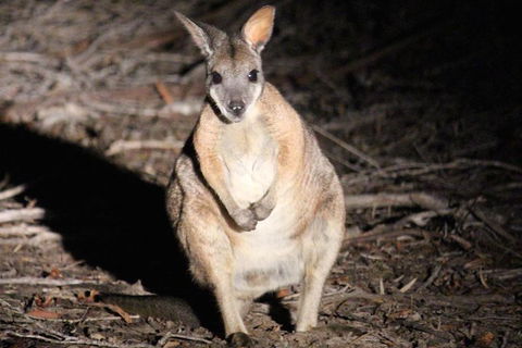 Small-Group Kangaroo Island 4WD Night Tour - Stayed 3