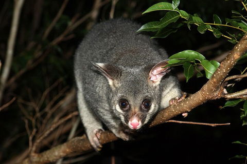 Small-Group Kangaroo Island 4WD Night Tour - Stayed 5