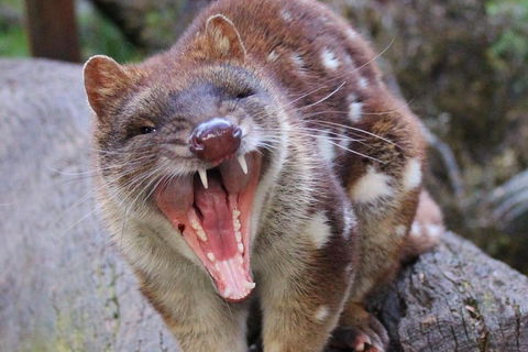 After Dark Tasmanian Devil Feeding Tour At Cradle Mountain - Stayed 0