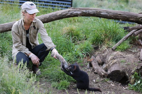 After Dark Tasmanian Devil Feeding Tour At Cradle Mountain - Stayed 1
