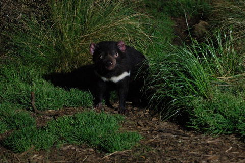 After Dark Tasmanian Devil Feeding Tour At Cradle Mountain - Stayed 4