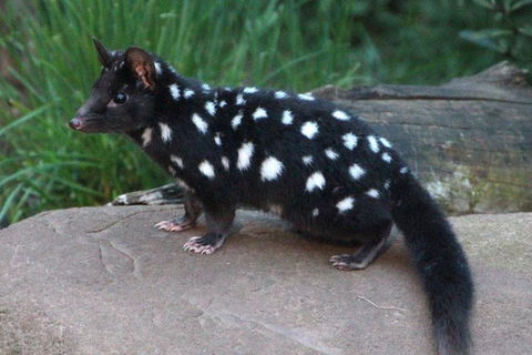 After Dark Tasmanian Devil Feeding Tour At Cradle Mountain - Stayed 5