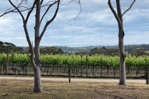 Yarra Valley Wine Tour Inc Lunch With A Glass Of Wine, Tastings And Chocolate - Stayed 3
