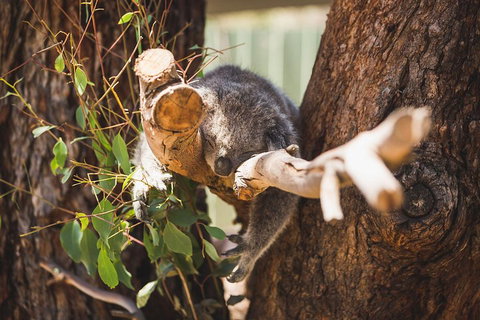 Phillip Island Medium Size Group Tour - Stayed 1