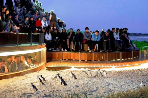 Phillip Island Medium Size Group Tour - Stayed 3