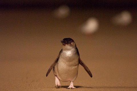 Phillip Island Medium Size Group Tour - Stayed 4