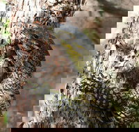 Byron Bay Combo Minyon Falls and Hinterland Day Trip and Learn to Surf at Byron Bay - Stayed