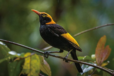 O'Reilly's & Lamington National Park From Gold Coast - Stayed 1