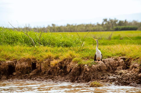 Darwin City Sights And Jumping Crocodile Cruise - Stayed 2