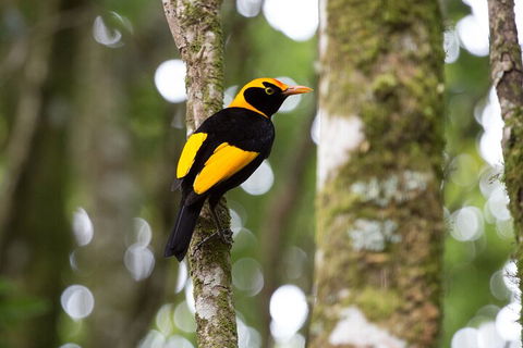 Lamington National Park, O'Reilly's & Vineyard Tour - Stayed 4