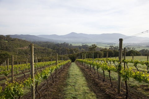 Yarra Valley 2-6 Guests Premium Food And Wine Inc Lunch At Dominique Portet - Stayed 1