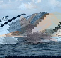 Byron Bay Whale Watching Cruise - Stayed