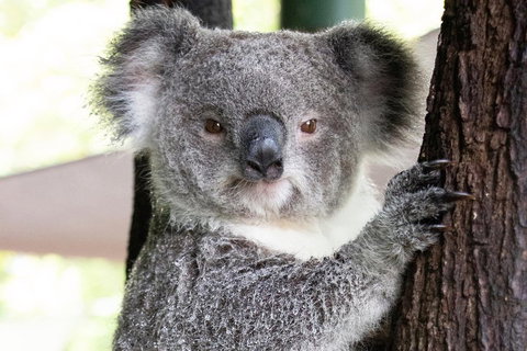 Wildlife Habitat Port Douglas - Stayed 1