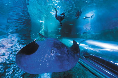 Snorkel With Sharks At AQWA - Stayed 0