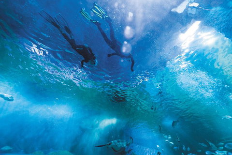 Snorkel With Sharks At AQWA - Stayed 1