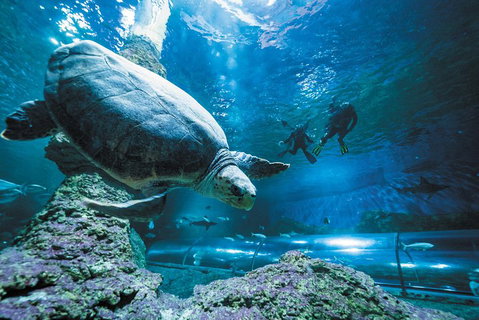 Snorkel With Sharks At AQWA - Stayed 4
