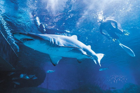 Snorkel With Sharks At AQWA - Stayed 5