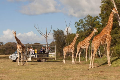 Off-Road Safari At Werribee Open Range Zoo - Stayed 3