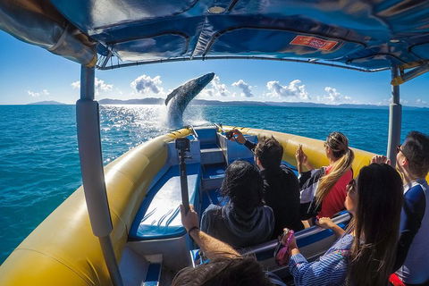 Ocean Rafting Tour To Whitehaven Beach, Hill Inlet Lookout & Top Snorkel Spots - Stayed 4