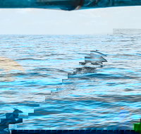 Cruise with Dolphins in Byron Bay - Stayed