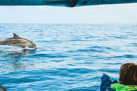 Cruise With Dolphins In Byron Bay - Stays Accommodation 0