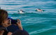Cruise With Dolphins In Byron Bay - thumb 1