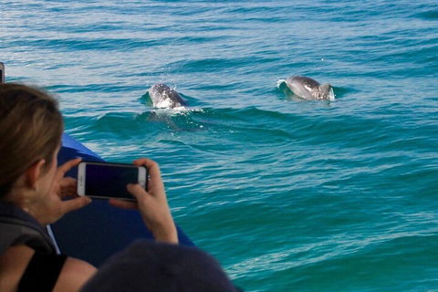 Cruise With Dolphins In Byron Bay - Stays Accommodation 1