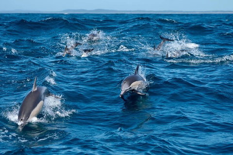 Cruise With Dolphins In Byron Bay - Stays Accommodation 2