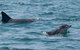 Cruise With Dolphins In Byron Bay - thumb 5