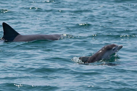 Cruise With Dolphins In Byron Bay - Stays Accommodation 5