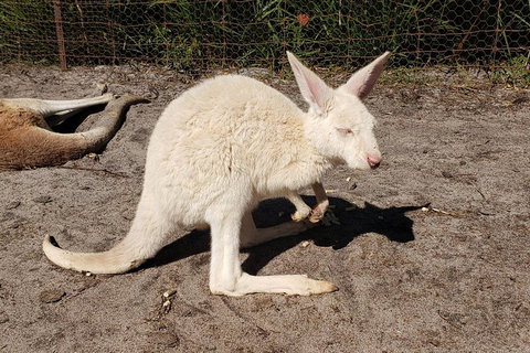 Very Best Of Perth Tour - Wildlife Park & City Highlights Tour - Stayed 3