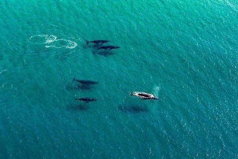 40-45 Minute Port Stephens And Stockton Beach Helicopter Flight - For 2 - Stayed 0