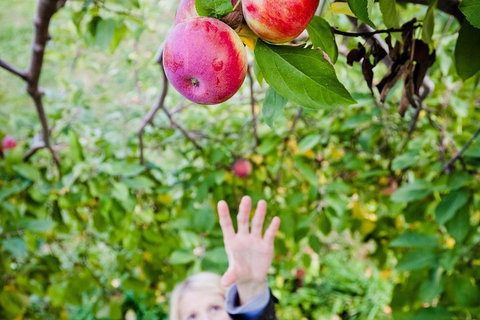 Perth Hills - Wildlife, Art & Gastronomy - Stayed 1