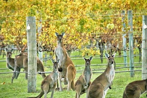 Margaret River Indulge And Discover Day Tour - Stayed 0