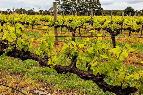 Margaret River Indulge And Discover Day Tour - Stayed 5