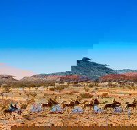 Alice Springs Camel Tour - Stayed