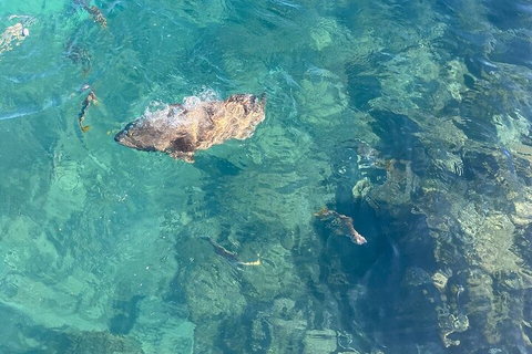 Aquascene Magnetic Island Discovery Tour - Stays Accommodation 1